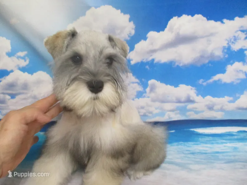 AKC Toy Buddy – Miniature Schnauzer puppy for sale in Live Oak, FL