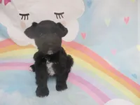 Black Pearl, a female Miniature Schnauzer for sale in Live Oak, FL – 6 of 7
