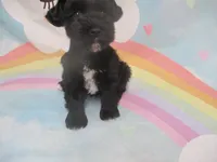 Black Pearl, a female Miniature Schnauzer for sale in Live Oak, FL – 2 of 7
