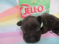 AKC Tcup Latch, a male Miniature Schnauzer for sale in Live Oak, FL – 8 of 8