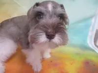 AKC T cup Sara, a female Miniature Schnauzer for sale in Live Oak, FL – 3 of 8