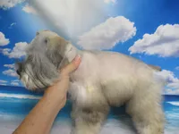 AKC Toy Buddy, a male Miniature Schnauzer for sale in Live Oak, FL – 3 of 7