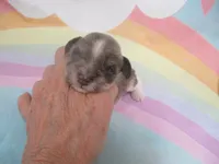 AKC T cup Sara, a female Miniature Schnauzer for sale in Live Oak, FL – 7 of 10