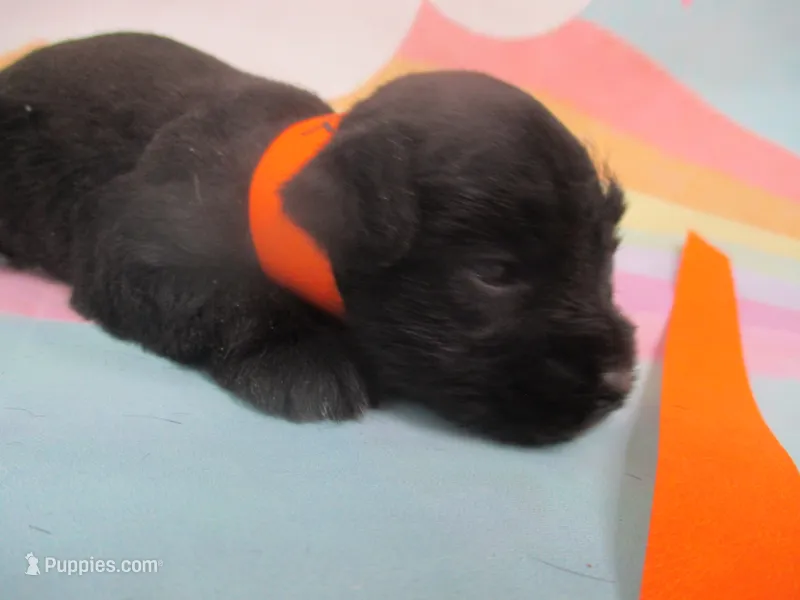 AKC Tcup Hannah – Miniature Schnauzer puppy for sale in Live Oak, FL