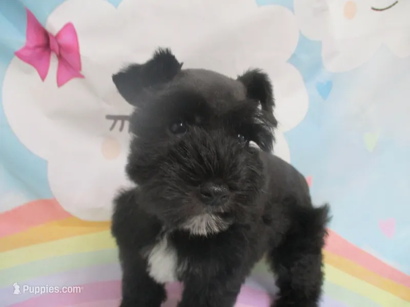 Black Pearl – Miniature Schnauzer puppy for sale in Live Oak, FL