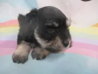 AKC Toy/T Cup Rylee, a female Miniature Schnauzer for sale in Live Oak, FL – 7 of 7