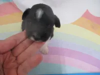 AKC Tcup Mandy, a female Miniature Schnauzer for sale in Live Oak, FL – 5 of 7