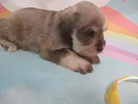 AKC Toy/ TCup   AIMEE, a female Miniature Schnauzer for sale in Live Oak, FL – 5 of 7