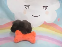 AKC Toy BON BON, a female Miniature Schnauzer for sale in Live Oak, FL – 2 of 7