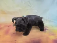 AKC TOY BRISTOL, a female Miniature Schnauzer for sale in Live Oak, FL – 6 of 10