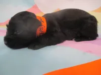 AKC Tcup Hannah, a female Miniature Schnauzer for sale in Live Oak, FL – 5 of 8