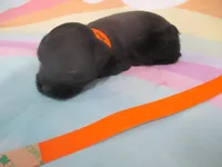 AKC Tcup Hannah, a female Miniature Schnauzer for sale in Live Oak, FL – 2 of 8