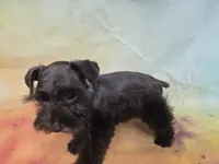 AKC TOY BRISTOL, a female Miniature Schnauzer for sale in Live Oak, FL – 8 of 10
