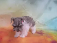 AKC T cup Sara, a female Miniature Schnauzer for sale in Live Oak, FL – 5 of 8