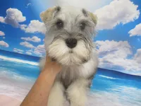 AKC Toy Buddy, a male Miniature Schnauzer for sale in Live Oak, FL – 2 of 7