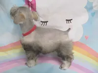 AKC Toy Platinum Beth, a female Miniature Schnauzer for sale in Live Oak, FL – 5 of 5