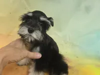 AKC Toy/ Rylee, a female Miniature Schnauzer for sale in Live Oak, FL – 3 of 8