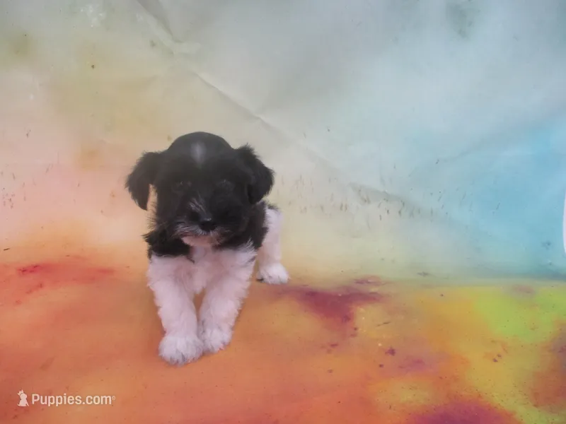 AKC Tcup Mandy – Miniature Schnauzer puppy for sale in Live Oak, FL