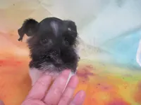 AKC Tcup Mandy, a female Miniature Schnauzer for sale in Live Oak, FL – 2 of 9