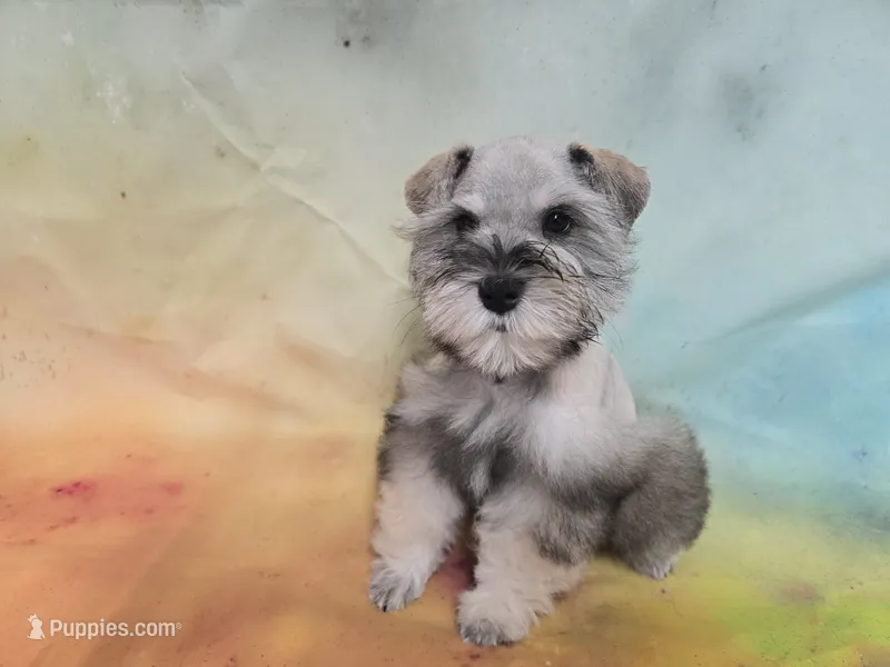 AKC Toy Brisk – Miniature Schnauzer puppy for sale in Live Oak, FL