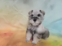 AKC Toy Buddy, a male Miniature Schnauzer for sale in Live Oak, FL – 4 of 7