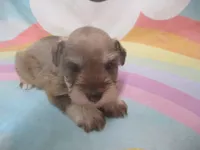AKC Toy/ TCup   AIMEE, a female Miniature Schnauzer for sale in Live Oak, FL – 2 of 7