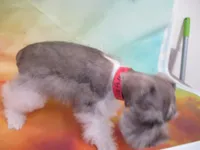 AKC T cup Sara, a female Miniature Schnauzer for sale in Live Oak, FL – 6 of 8