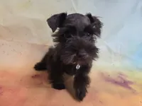 AKC TOY BRISTOL, a female Miniature Schnauzer for sale in Live Oak, FL – 7 of 10