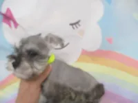 AKC Toy Silver Belle, a female Miniature Schnauzer for sale in Live Oak, FL – 4 of 7