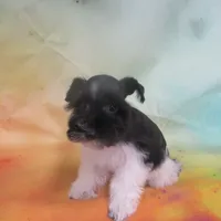 AKC Tcup Mandy, a female Miniature Schnauzer for sale in Live Oak, FL – 7 of 9