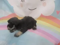 AKC Toy/T Cup Rylee, a female Miniature Schnauzer for sale in Live Oak, FL – 5 of 7