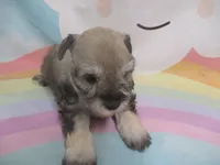 AKC Toy Brisk, a male Miniature Schnauzer for sale in Live Oak, FL – 7 of 10