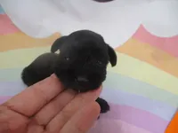 AKC Tcup Hannah, a female Miniature Schnauzer for sale in Live Oak, FL – 7 of 8