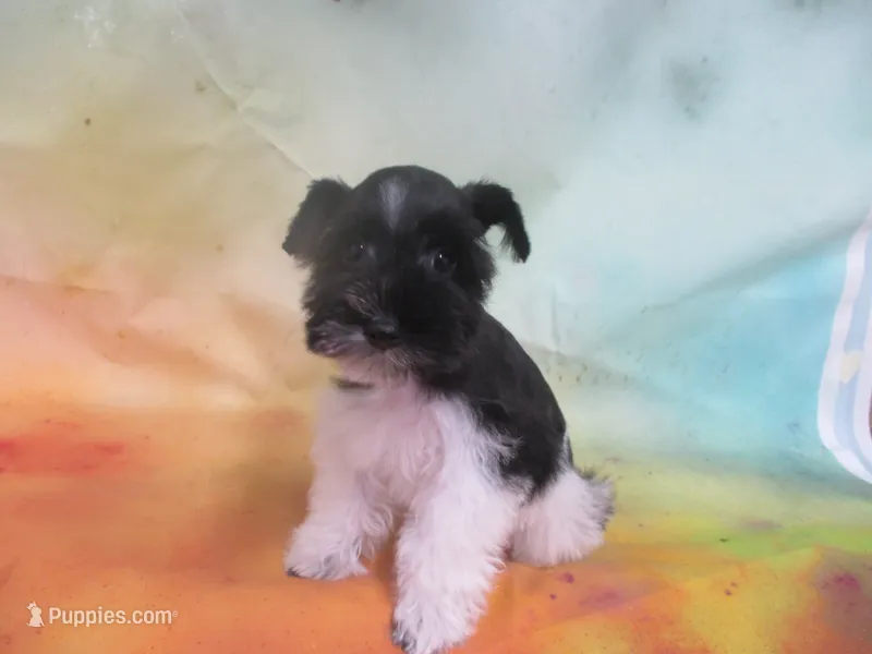 AKC Tcup Mandy – Miniature Schnauzer puppy for sale in Live Oak, FL