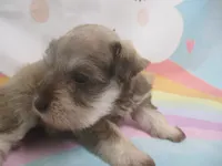 AKC Toy/ TCup   AIMEE, a female Miniature Schnauzer for sale in Live Oak, FL – 4 of 7