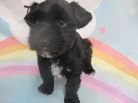 Black Pearl, a female Miniature Schnauzer for sale in Live Oak, FL – 3 of 7
