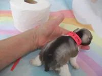 AKC T cup Sara, a female Miniature Schnauzer for sale in Live Oak, FL – 8 of 10