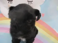 Black Pearl, a female Miniature Schnauzer for sale in Live Oak, FL – 4 of 7