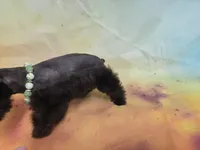AKC TOY BRISTOL, a female Miniature Schnauzer for sale in Live Oak, FL – 2 of 10