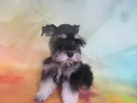 AKC Toy/ Rylee, a female Miniature Schnauzer for sale in Live Oak, FL – 7 of 8