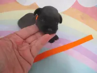 AKC Tcup Hannah, a female Miniature Schnauzer for sale in Live Oak, FL – 4 of 8