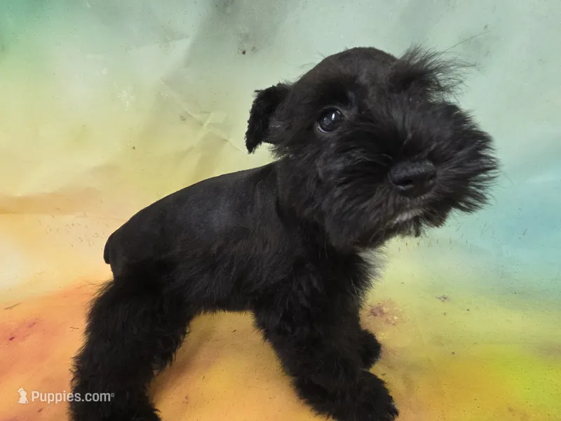 Black Pearl – Miniature Schnauzer puppy for sale in Live Oak, FL
