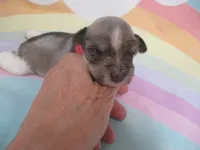 AKC T cup Sara, a female Miniature Schnauzer for sale in Live Oak, FL – 1 of 10