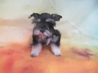 AKC Toy/ Rylee, a female Miniature Schnauzer for sale in Live Oak, FL – 2 of 8