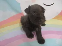AKC Toy BON BON, a female Miniature Schnauzer for sale in Live Oak, FL – 4 of 7