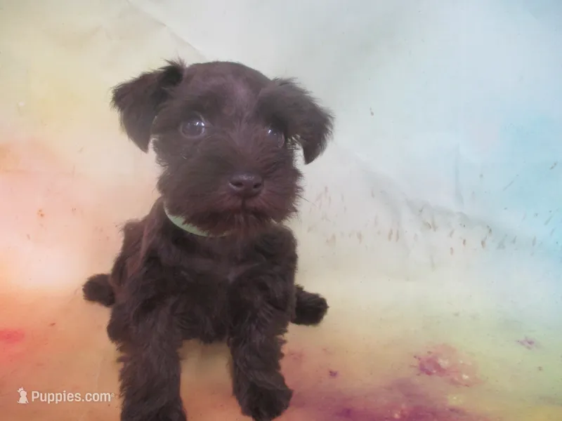 AKC Toy BON BON – Miniature Schnauzer puppy for sale in Live Oak, FL