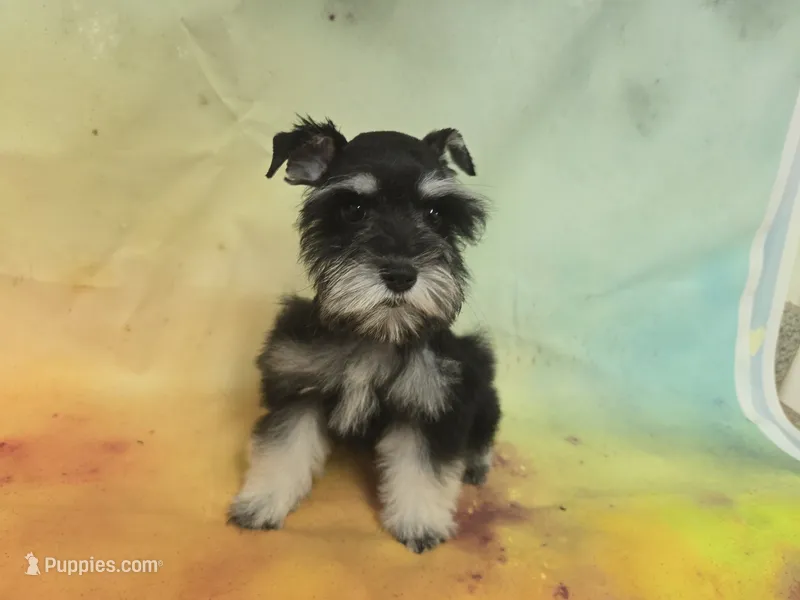 AKC Toy/ Rylee – Miniature Schnauzer puppy for sale in Live Oak, FL