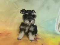 AKC Toy/ Rylee, a female Miniature Schnauzer for sale in Live Oak, FL – 1 of 8