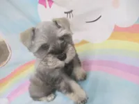 AKC Toy Platinum Beth, a female Miniature Schnauzer for sale in Live Oak, FL – 2 of 5