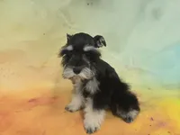 AKC Toy/ Rylee, a female Miniature Schnauzer for sale in Live Oak, FL – 4 of 8
